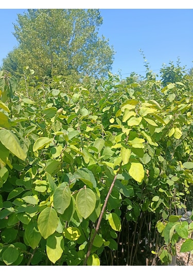 Yeşil Deniz Fidancılık Tüplü Eşme Ayva Fidanı 100-150 Cm