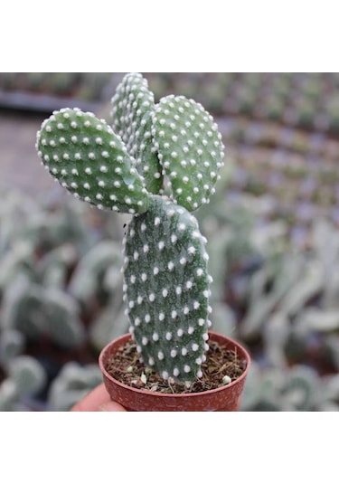 Tavşan Kaktüs/beyaz Dikenli , 5.5 Cm Saksıda 1 Adet