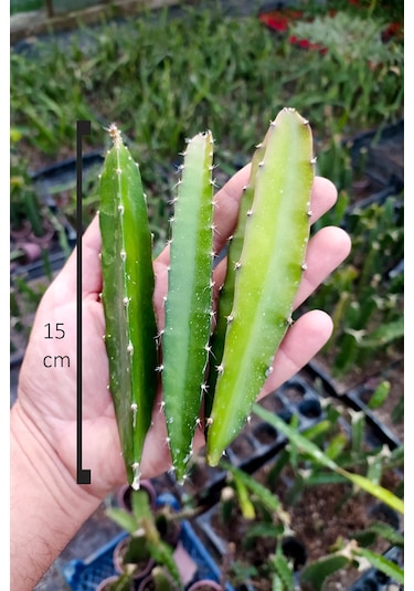 Ejder Meyvesi Ağacı Fidanı Kırmızı 3 Adet 15 Cm Köksüz Çelik Saks