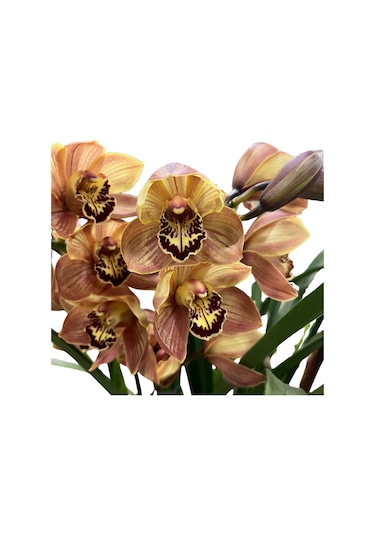 Cymbidium 'charly Brown' Simbidyum Orkide