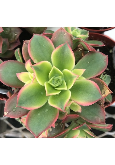 Aeonium Kiwi - 50 Adet Sukulent - Teraryum Bitkisi