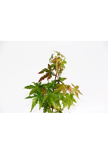 Japon Akçaağacı  Acer Palmatum