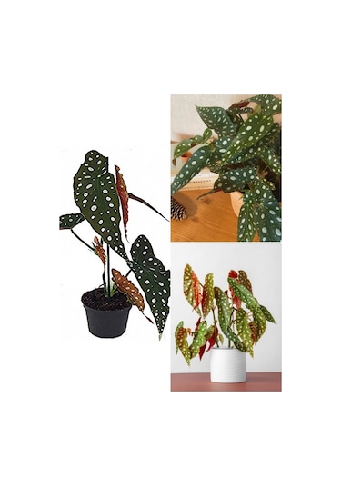 Ithal Begonia Maculata / Çilli Begonya - Ev Salon Ve Ofis Bitkisi