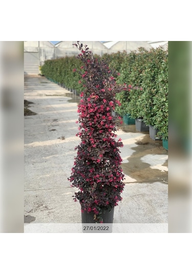 Loropetalum - Pembe Rüya Çiçeği 70-100 Cm Boyunda