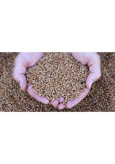 Çim Suyu İçin Doğal Buğday Tohumu 100 Gram