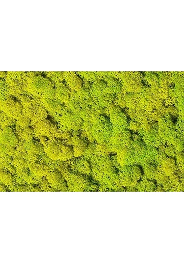 Trend Bahçe Reindeer Moss Lime Green Şoklanmış Norveç Yosunu 4 KG