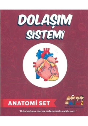 Misyon Kiwi Dolaşım Sistemleri Çalışması