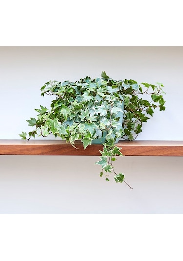 Mini Hedera Alacalı Salon Sarmaşığı- Hedera Helix Variegata Askılı Saksıda 3 Adet
