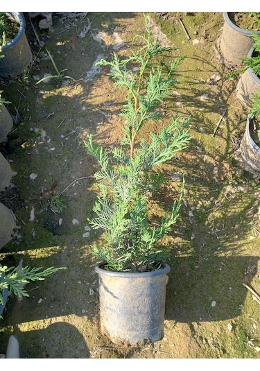 10 Adet Leylandi, Saksılı 70 cm Üzeri (Çit Çamı)