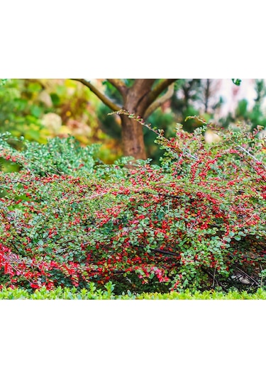 Cotoneaster Horizontalis - Yayılıcı Dağ Muşmulası