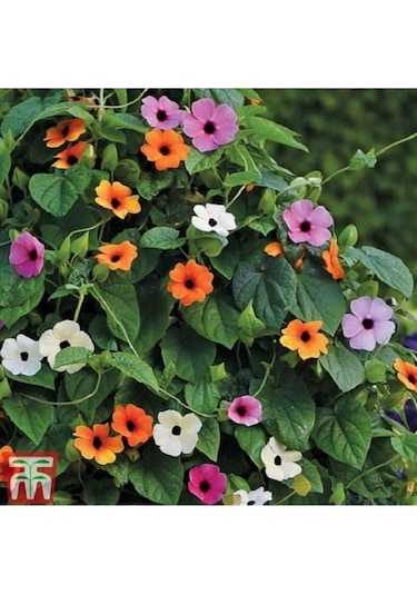 Karagözlü Suzan Sarmaşığı Tohumu Thunbergia Karagözlü Suzan Sarmaşığı 5 Tohum