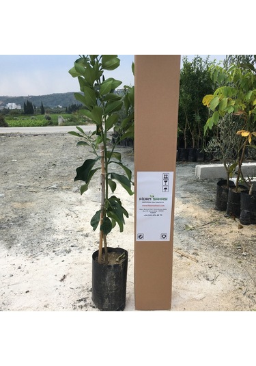 Tüplü Star Ruby İçi Dışı Kırmızı Greyfurt Fidanı Yaş 2 Boy 90-110