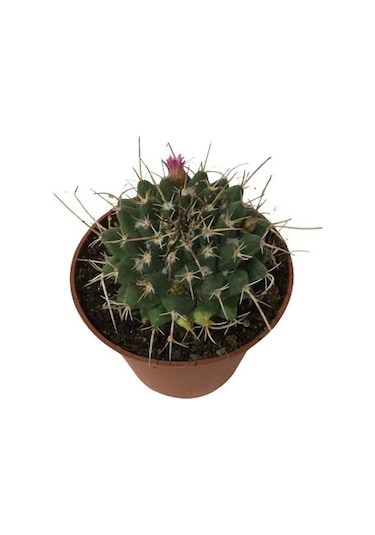 Çiçek Açan Kaktüs 8,5 Cm'lik Saksıda