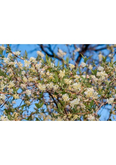 Kış Hanımeli Fidan Lonicera fragrantissima ( Kokulu )
