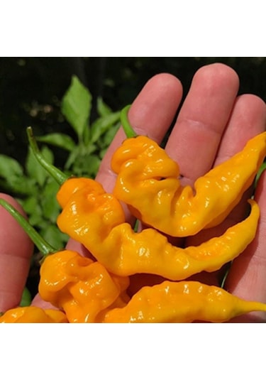 Doğal Geleneksel Çok Acı Yellow İcicle Acı Biber Tohumu 15 Tohum