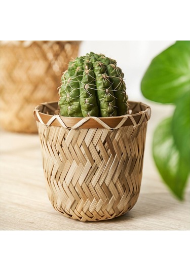 Bambu Saksı, Bambu, 9 Cm Büyük Boy ( 12,5 X 8 Cm