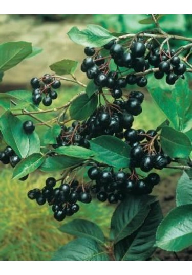 "2 Yaşında Viking Aronya Fidanı - Sağlıklı Ve Verimli Aronia M...