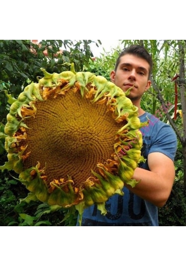 Ayçiçeği Tohumu 10 Tohum Günebakan Çiğdem + Tohum