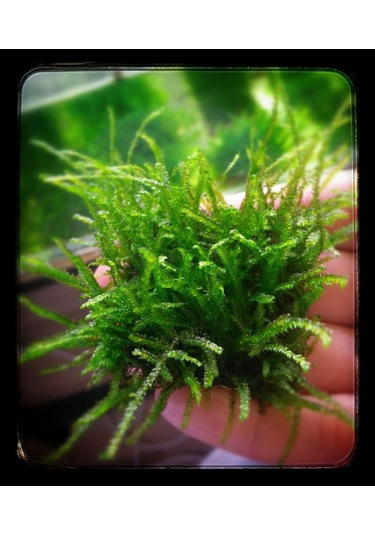 Java Moss Akvaryum Bitkisi 5x5 Paslanmaz Tele Sarılı 10'lu Paket