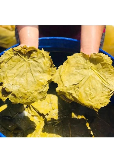 Gustolea Nature Manisa Sultaniye İlk Hasat İnce Damarsız Salamura Uç Asma Yaprağı 2025  Yeni Sezon