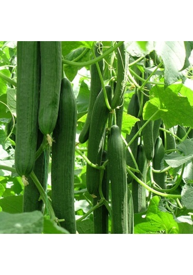 Uzun Bulgaristan Salatalığı Tohumu