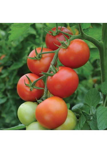 20+ Adet Moneymaker Para Yapan Domates TohumuSırık Tipi Domate