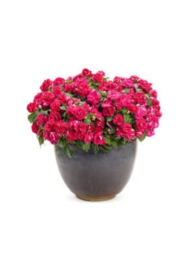 40 Adet Tohum Organik Hobi Bahçe Cam Güzeli Balkon Çiçeği Saksı T