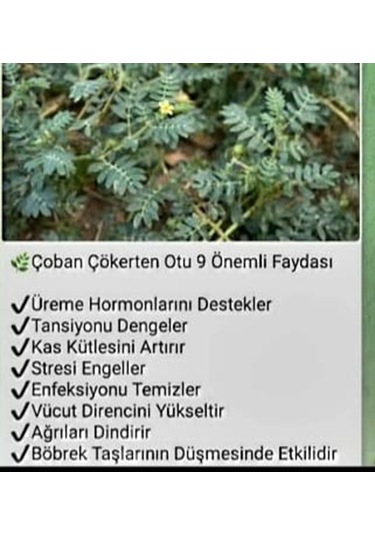 Natur'el Çoban Çökerten Suyu
