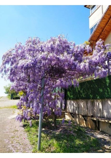 Bitkim Sende Mor Salkım Çiçeği Fidanı 60 – 80 CM