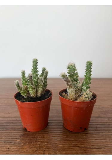 Echinocereus Kalp Kaktüs Bitkisi Echinocereusklapperi