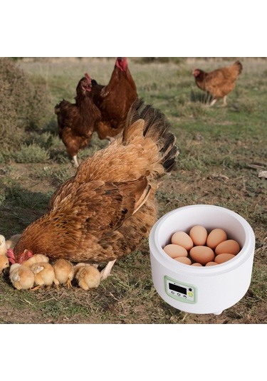 Pazly Yumurta Suntek Ördek Kuşları Için Çok Bıldırcın Amaçlı Gi