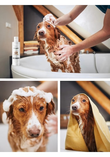 Greenwich Köpek Şampuanı 400 ML