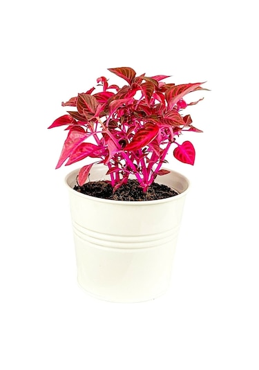 Iresine Herbstii - Çingene Şalvarı Bitkisi Büyük Saksılı 40-50 Cm
