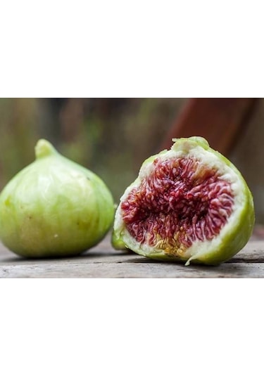 Bursa Beyazı İncir Fidanı Tüplü