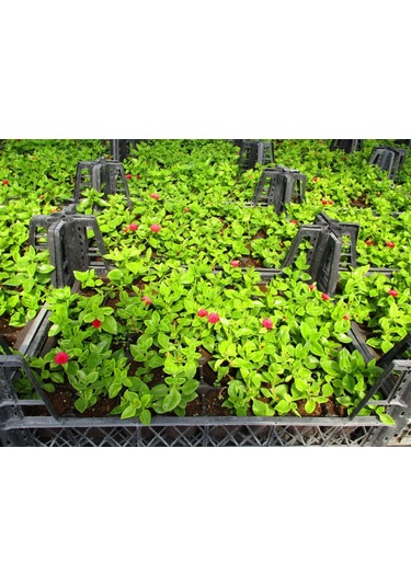 Buz Çiçeği 180 Adet - Çok Yıllık Çiçek