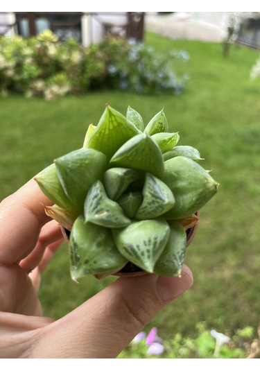 Blacksand Haworthia 1 Adet