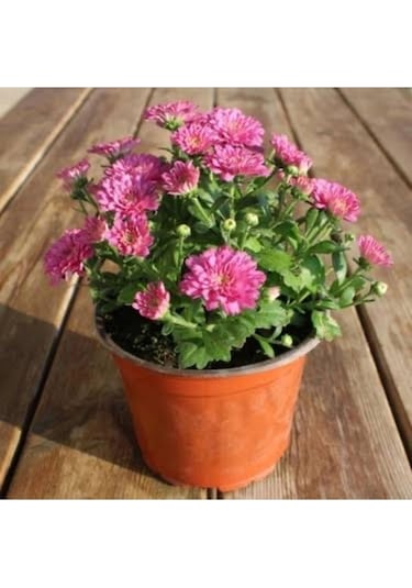 Mor Kasımpatı Krizantem Chrysanthemum Saksılı 10-20 Cm