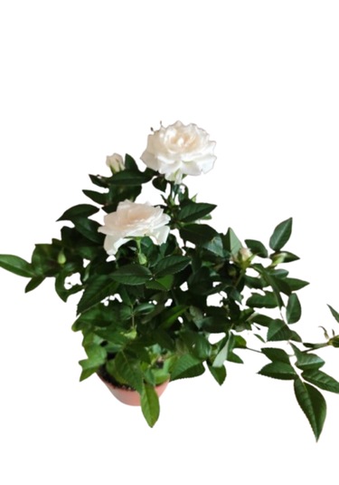 2 Adet Saksıda Bodur Gül Çiçeği Beyaz Renk