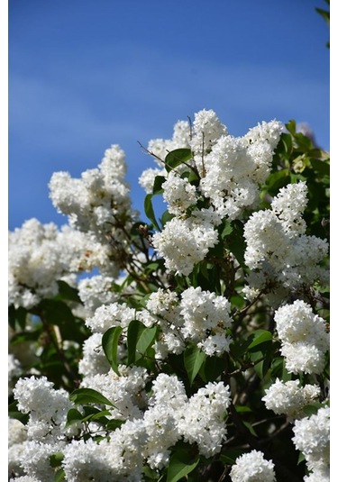 Beyaz Leylak Fidanı 30-60 Cm Boylarında 1-2 Yaş Arası Saksılı