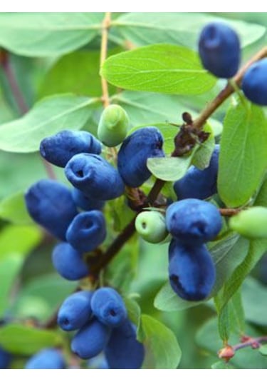 Arbutus Unedo - Balyemiş Fidanı Bahçeye Özel Meyveli Bitki 2 Yaş