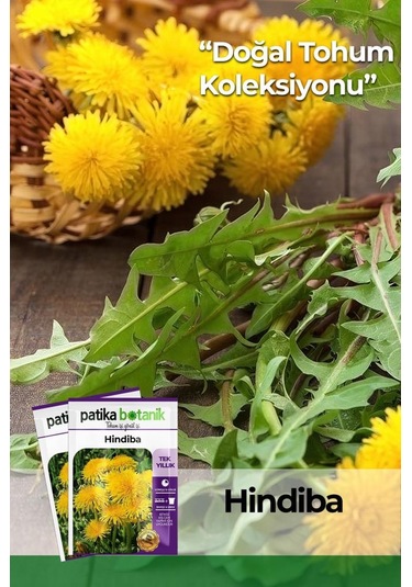 500 Adet Hindiba Tohumu