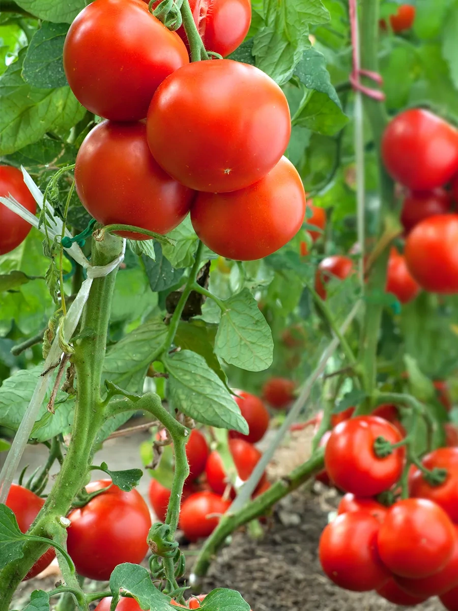 Avıora Beyaz Halat, Ev Tipi, 1600 Teks, 312,5 M 17309550