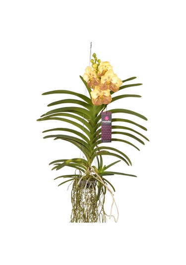 Vanda Sunanda 'yellow Henna' Vanda Orkide