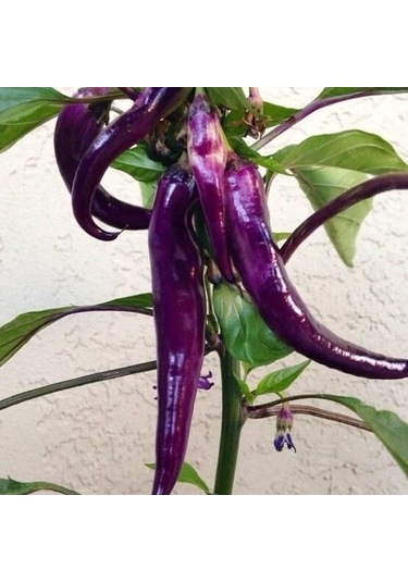 Mor Acı Biber Tohumu 15 Adet