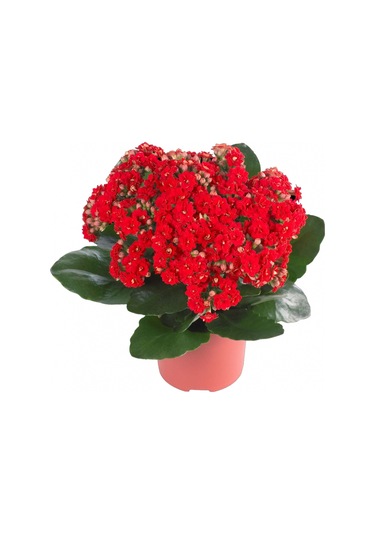 Kırmızı Kalanşo Çiçeği 3 Adet