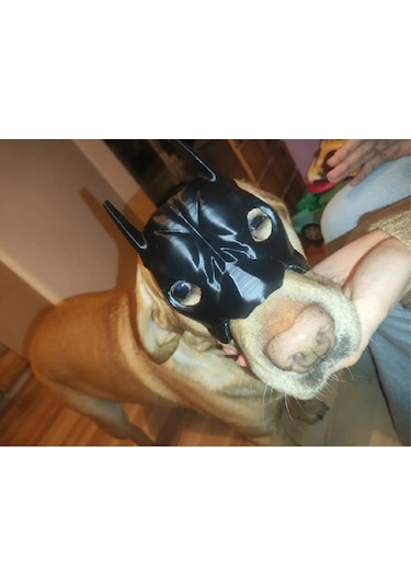 Köpekler İçin Batman Maskesi