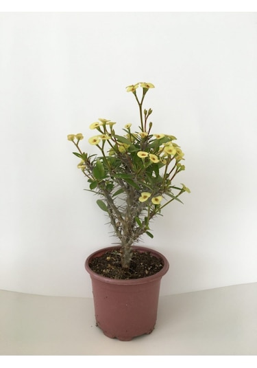 Dikenler Tacı Küçük Çiçekli Ithal Euphorbia Milli Sarı