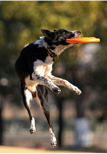 Yystore Frizbi Köpek Eğitim Oyuncağı 23.5 CM