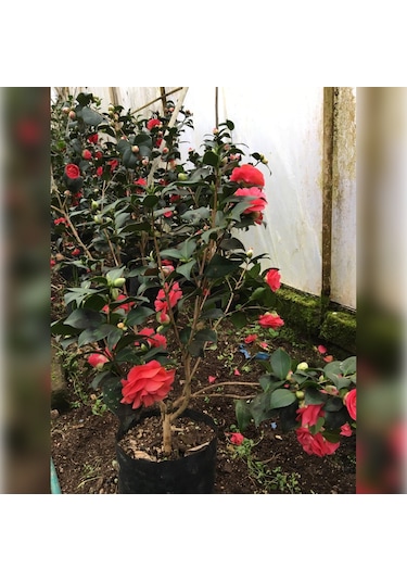 Kamelya Kırmızı 150/180 Cm