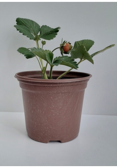 Üretim Saksısı 12X10 Cm 100 Adet Vakum Saksı Fide Saksısı